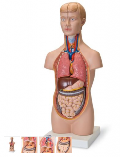 Mini torzo tela - 12 častí (Anatomické modely)