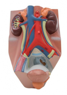 Močový systém - muž - 3/4 životnej veľkosti (Anatomické modely)