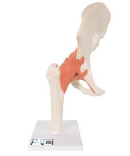 Model bedrového kĺbu s väzbami a označenou chrupavkou (Anatomické modely)