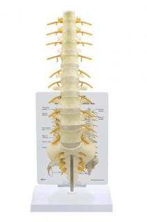Model chrbtice Sacrum (Anatomické modely)