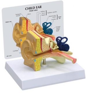 Model detského ucha (Anatomické modely)