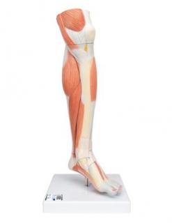 Model dolnej svalovej nohy v životnej veľkosti s odnímateľným kolenom, 3 časti (Anatomické modely)