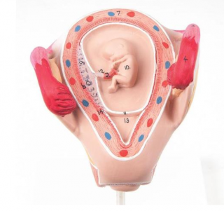 Model embria, 2 mesiac (Anatomické modely)