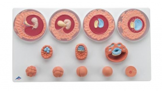 Model embryonálneho vývoja v 12 etapách (Anatomické modely)