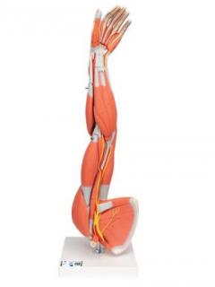 Model hornej končatiny so svalmi, 3/4 životná veľkosť, 6 častí (Anatomické modely)