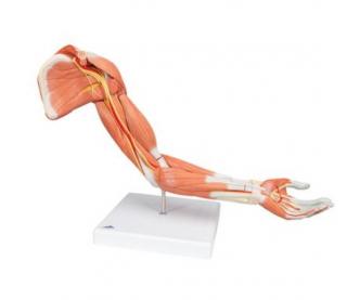 Model hornej končatiny so svalmi, 6 častí (Anatomické modely)