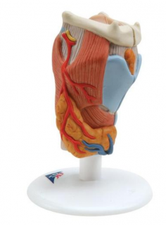 Model hrtana, 2 časti (Anatomické modely)
