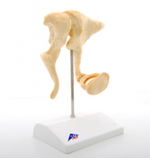 Model kostičiek, 20-krát životná veľkosť (Anatomické modely)