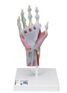 Model kostry ruky s väzmi a svalmi (Anatomické modely)
