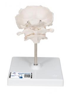 Model ľudského atlasu a axisu s tylovou kosťou  (Anatomické modely)