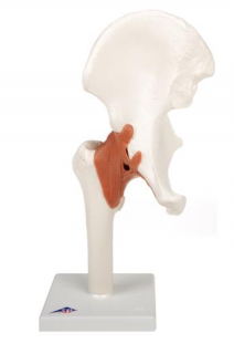 Model ľudského bedrového kĺbu (Anatomické modely)