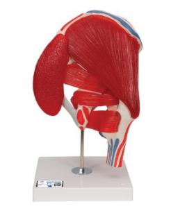 Model ľudského bedrového kĺbu s odnímateľnými svalmi, 7 častí (Anatomické modely)