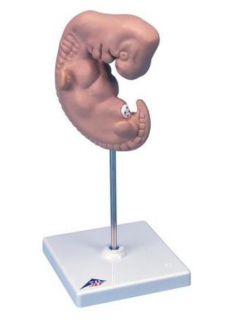 Model ľudského embrya - 25 krát životná veľkosť (Anatomické modely)
