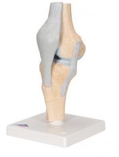 Model ľudského kolenného kĺbu, 3 časti (Anatomické modely)