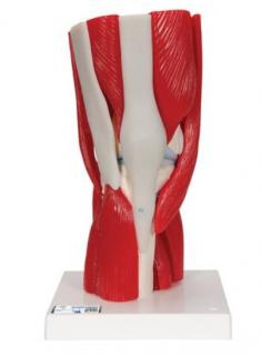 Model ľudského kolenného kĺbu s odnímateľnými svalmi, 12 častí (Anatomické modely)