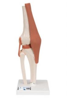 Model ľudského kolenného kĺbu s väzbami  (Anatomické modely)
