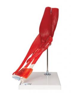 Model ľudského lakťového kĺbu s odnímateľnými svalmi, 8 častí (Anatomické modely)