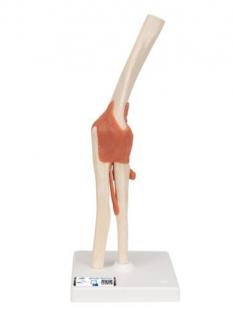 Model ľudského lakťového kĺbu s väzbami a označenou chrupavkou (Anatomické modely)