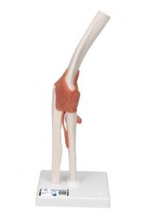 Model ľudského lakťového kĺbu s väzbami  (Anatomické modely)