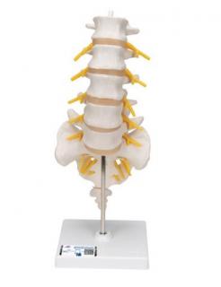 Model ľudskej bedrovej chrbtice  (Anatomické modely)