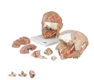 Model ľudskej hlavy - 6 častí (Anatomické modely)