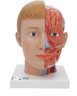 Model ľudskej hlavy a krku - 4 časti (Anatomické modely)