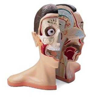 Model ľudskej hlavy a krku - 5 častí (Anatomické modely)