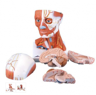 Model ľudskej hlavy a svaly krku - 5 častí (Anatomické modely)