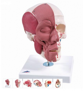 Model ľudskej hlavy s tvárovým a žuvacím svalstvom (Anatomické modely)
