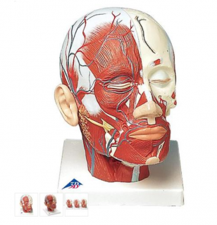 Model ľudskej hlavy so svalmi a cievami (Anatomické modely)