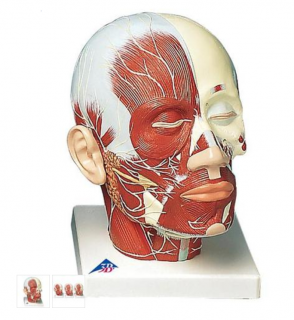 Model ľudskej hlavy so svalmi a nervami (Anatomické modely)