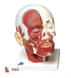 Model ľudskej hlavy so svalmi (Anatomické modely)