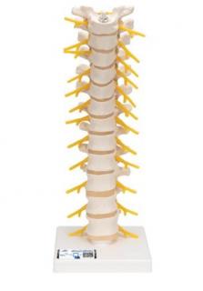Model ľudskej hrudnej chrbtice na podstavci  (Anatomické modely)