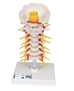 Model ľudskej krčnej chrbtice na podstavci  (Anatomické modely)