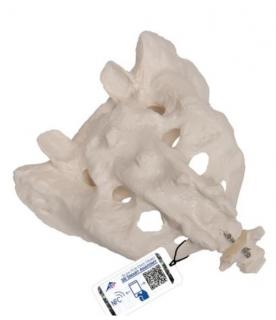 Model ľudskej krížovej kosti a kostrče  (Anatomické modely)