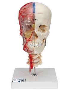 Model ľudskej lebky, napoly priehľadný a napoly kostnatý (Anatomické modely)