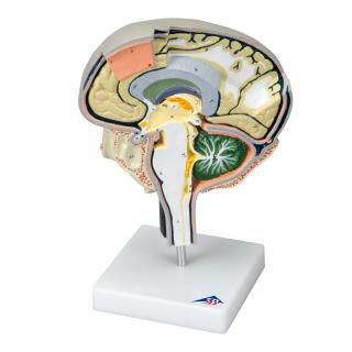 Model mozgovej sekcie s mediálnymi a sagitálnymi rezmi (Anatomické modely)