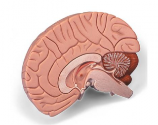 Model mozgu, 2 časti (Anatomické modely)
