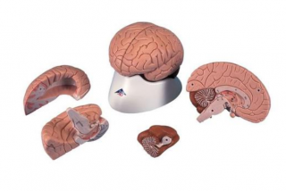 Model mozgu, 4 časti (Anatomické modely)