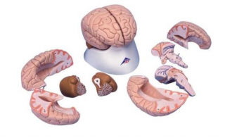 Model mozgu, 8 častí (Anatomické modely)