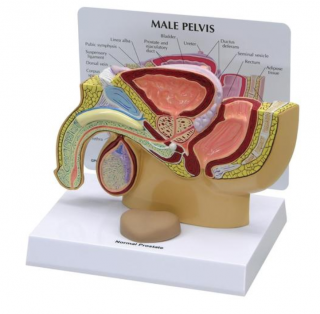 Model mužskej panvy s prostatou (Anatomické modely)