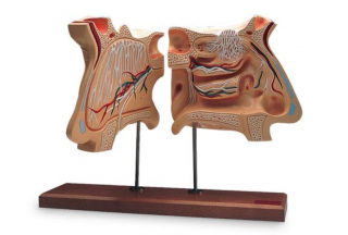 Model nosa a čuchového orgánu, 4-násobná životná veľkosť (Anatomické modely)