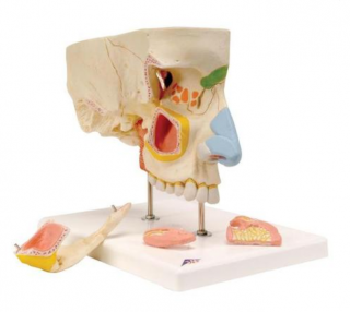 Model nosa s paranazálnymi sínusmi, 5 častí (Anatomické modely)