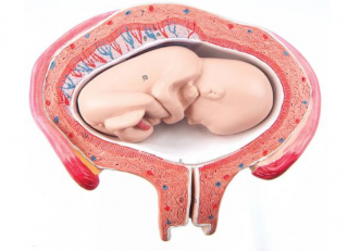 Model plodu, 4 mesiac, abdominálna poloha (Anatomické modely)