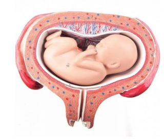 Model plodu, 5 mesiac, dorzálna pozícia  (Anatomické modely)