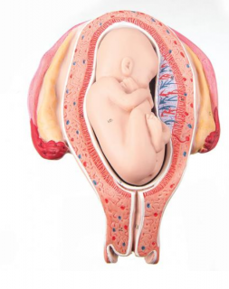 Model plodu, 5 mesiac, pozícia záveru (Anatomické modely)