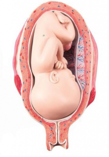 Model plodu, 7 mesiac (Anatomické modely)