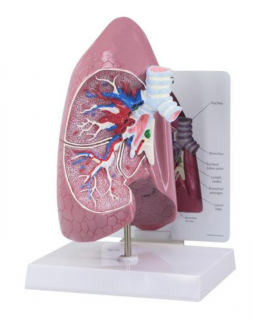 Model pľúc (Anatomické modely)