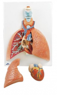 Model pľúc s hrtanom, 5 častí (Anatomické modely)