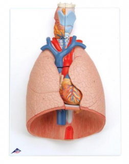 Model pľúc s hrtanom, 7 častí (Anatomické modely)